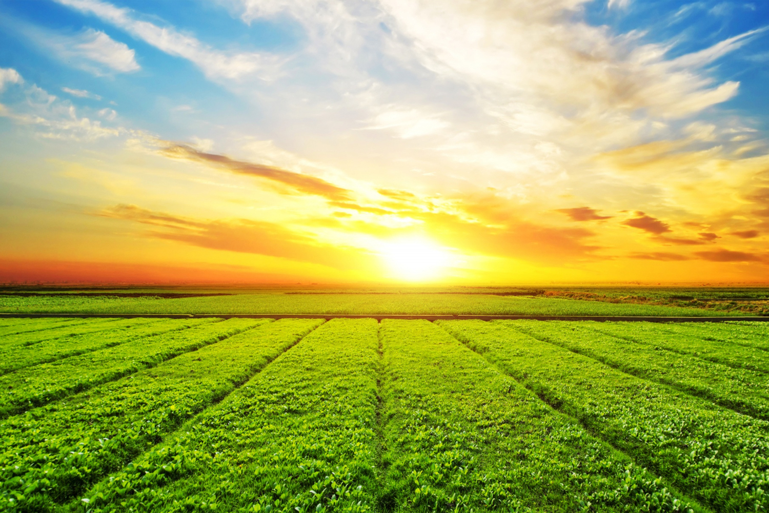 Agricultural Department